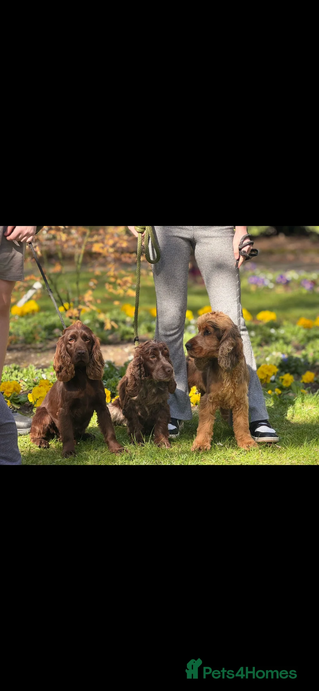 Cocker Spaniel dogs for sale: ❤️THE MOST INCREDIBLE DNA CLEAR SHOW SPANIELS❤️ - Advert 15