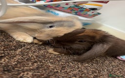 Mini Lion Lop rabbits for sale: 2 bunnys  - Image 3