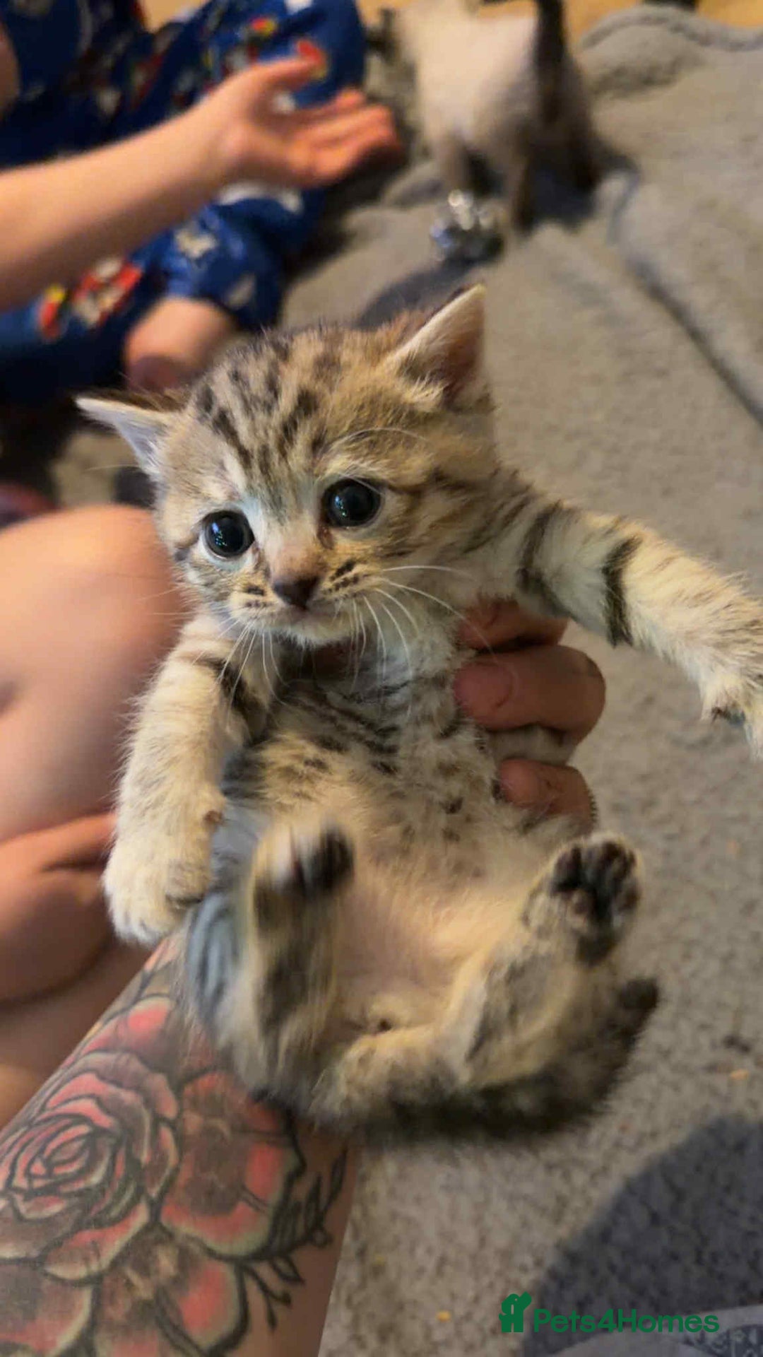 British Shorthair cats for sale: British shorthair kittens  - Advert 7