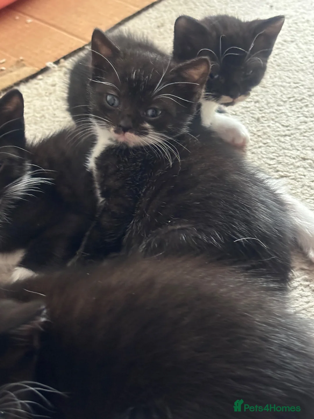 Mixed Breed cats for sale: 2 females left 🩷 ready today!  - Advert 8