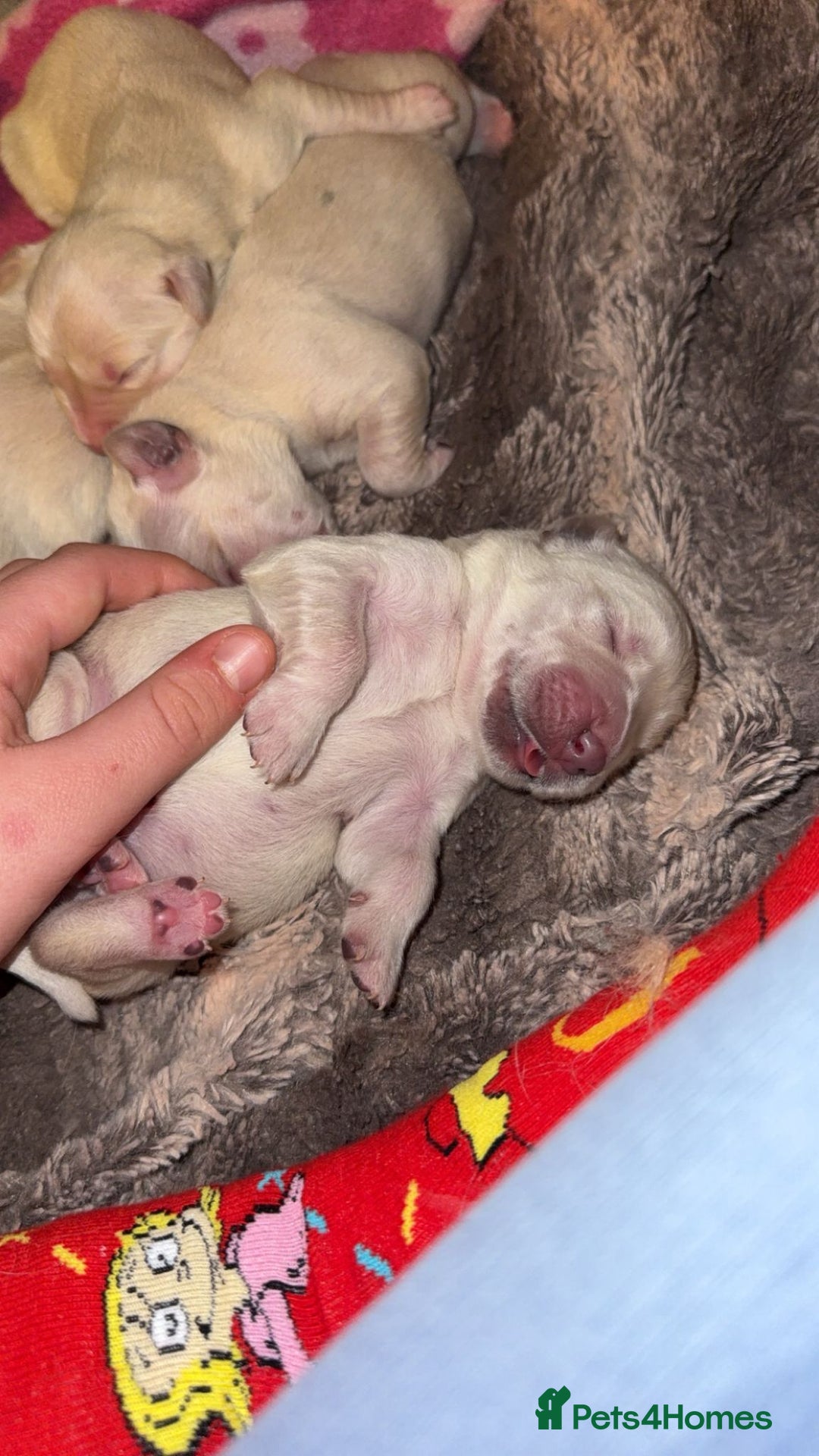 Golden Retriever dogs for sale: Full pedigree golden retriever puppies  - Advert 4