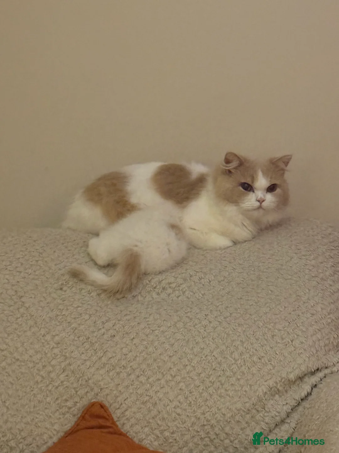 British Shorthair cats for sale: Beautiful GCCF Registered Baby Boy - Georgie 💙 - Advert 2