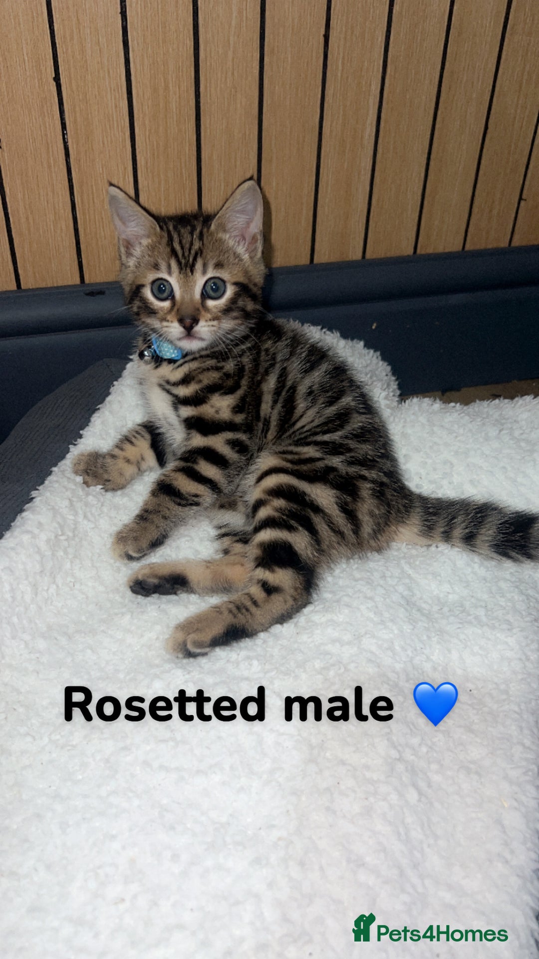 Bengal cats for sale: Beautiful Bengal kittens  - Advert 6