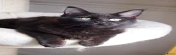 Maine Coon cats for sale: 3 maine coon kittens ready in Bury - Advert 12