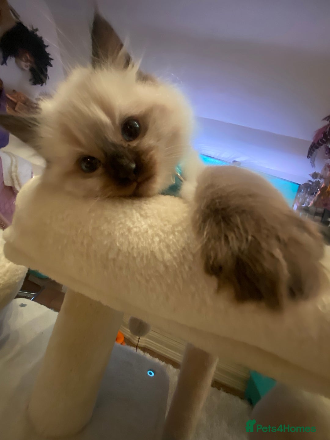 Ragdoll cats for sale: Stunning Ragdolls kittens - Advert 6