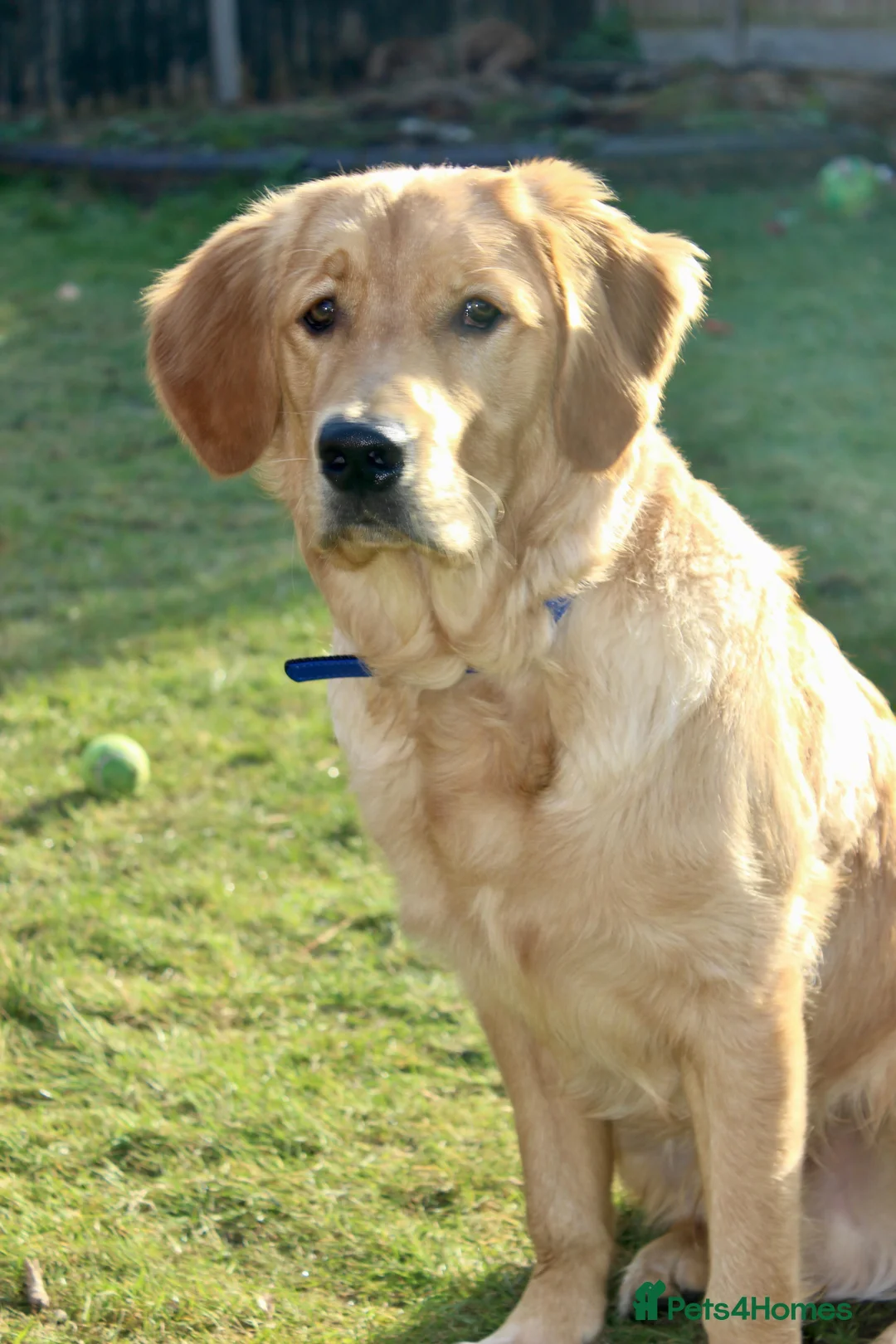 Golden Retriever dogs for sale: Dog for Sale in Croydon - Advert 2