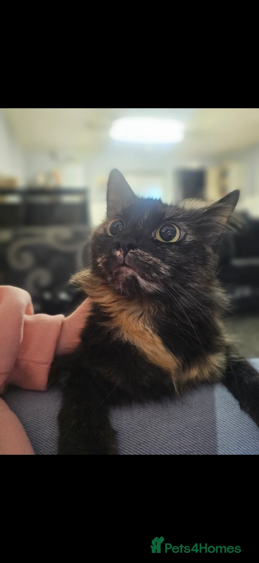 Mixed Breed cats for sale: Female cat  - Advert 2