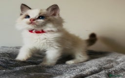 Ragdoll cats for sale: 💙🐾Tica full Pedigree🐾EU Ragdoll 🐱🐾DNA Clear - Image 6