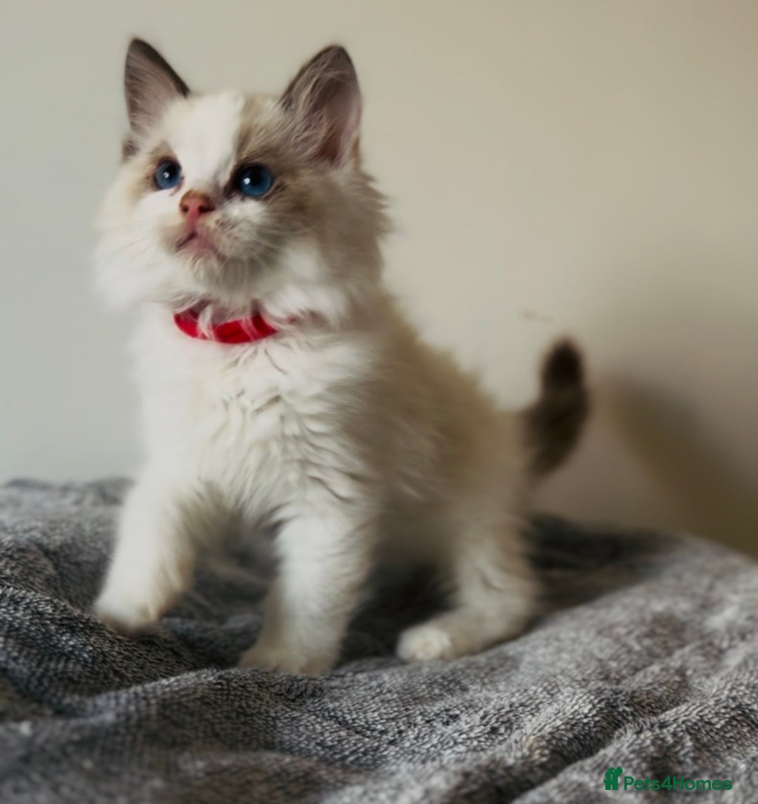 Ragdoll cats for sale: 💙🐾Tica full Pedigree🐾EU Ragdoll 🐱🐾DNA Clear - Image 6
