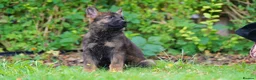 German Shepherd dogs for sale: German Shepherd puppies for sale!!! - Advert 4