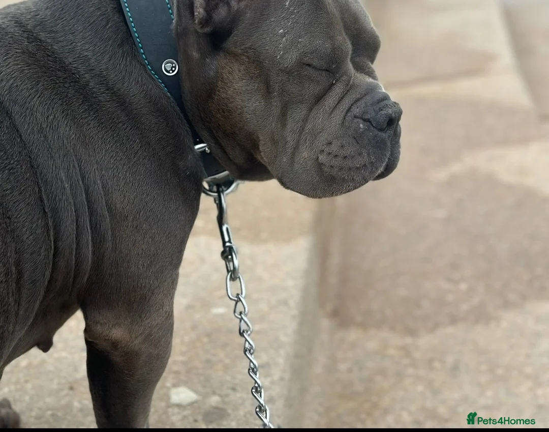 American Bully dogs for sale: Beautiful Blue Pocket Bully - Advert 1