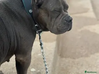 American Bully dogs Beautiful Blue Pocket Bully - Advert 1