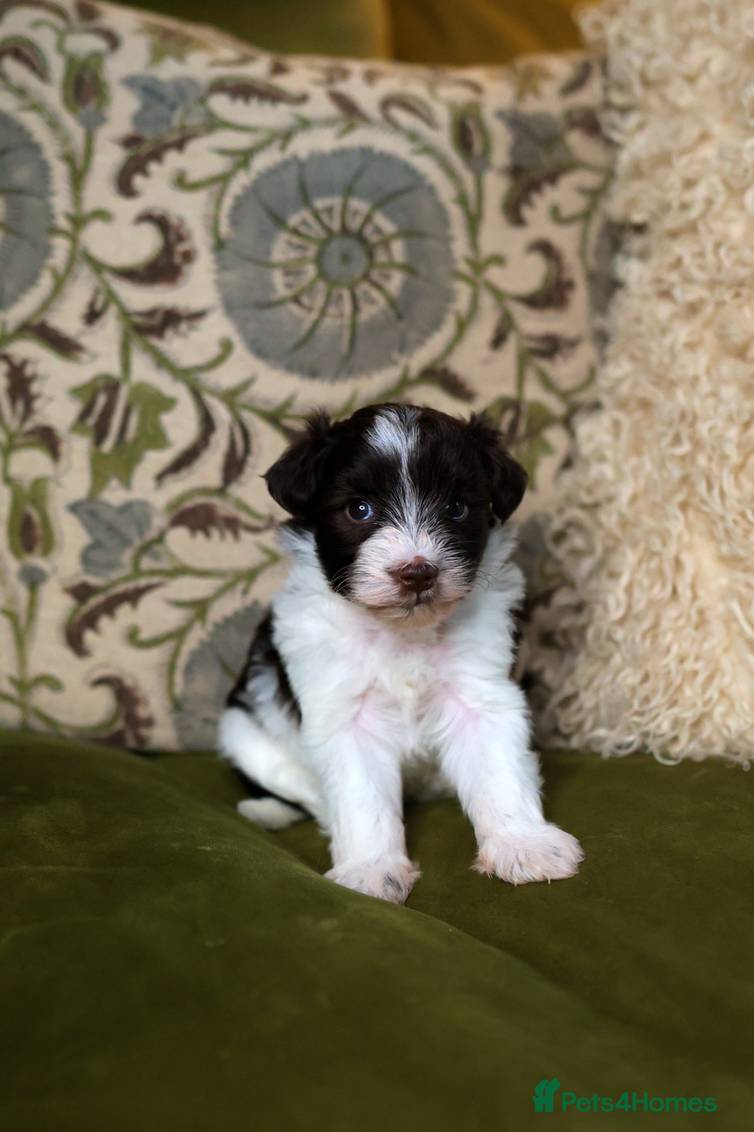 Mixed Breed dogs for sale: Adorable Schnoodle puppies  - Image 8