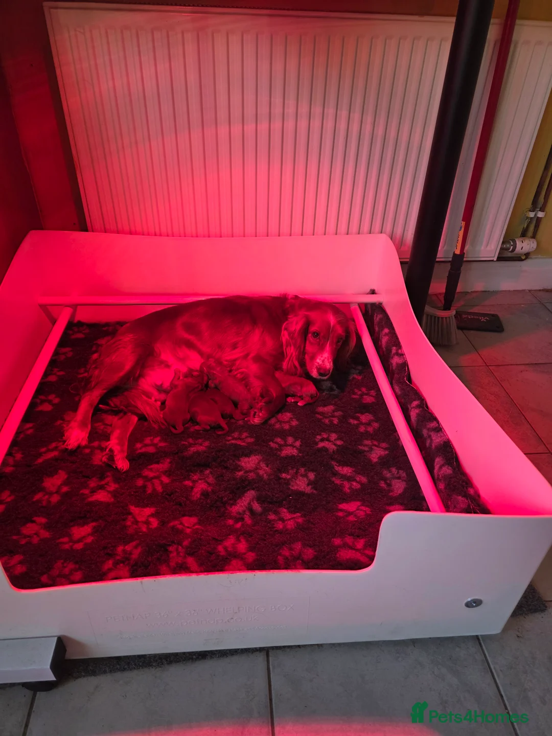 Cockapoo dogs for sale: Genuine cockerpoos resdy to reserve - Advert 2