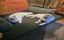 Ragdoll cats for sale: Tortie, Lynx, Chimera pure ragdoll girls - Image 12