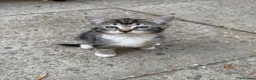 European cats for sale: Adorable Kittens - Advert 3