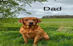 Labrador Retriever dogs for sale: Fox Red Labrador Puppies - Image 3