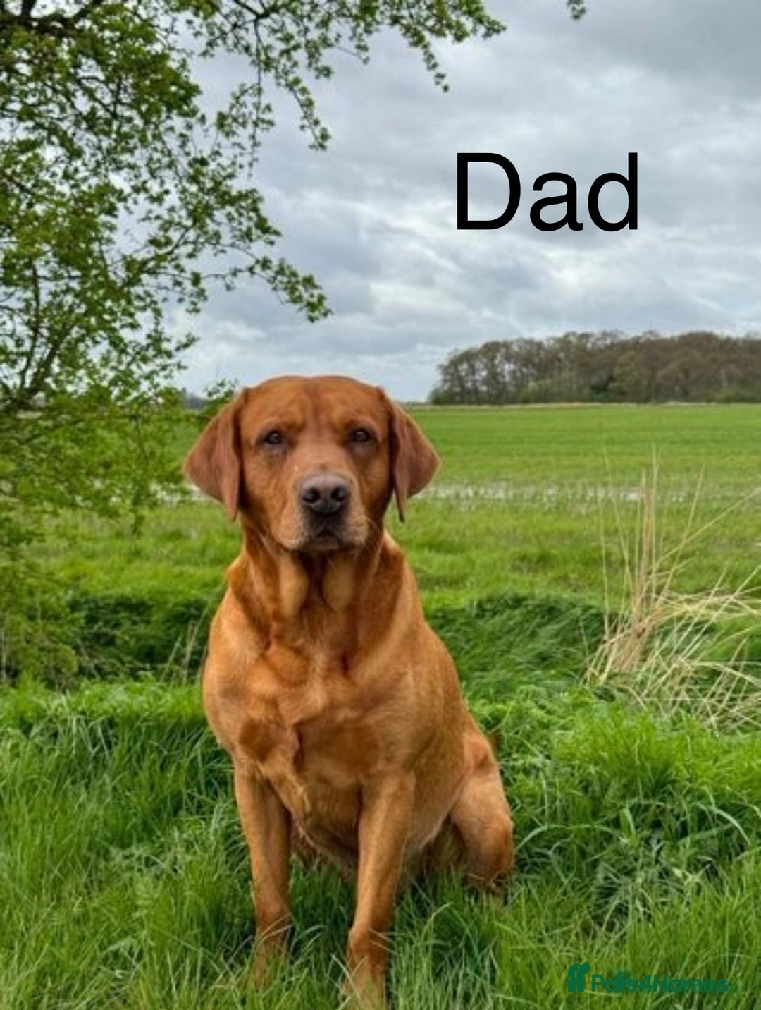 Labrador Retriever dogs for sale: Fox Red Labrador Puppies - Image 3
