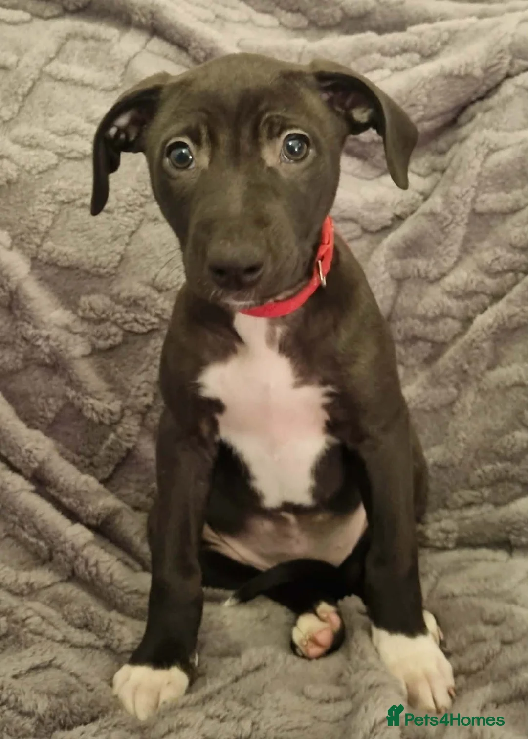 Mixed Breed dogs for sale: Bull/grey hounds  - Advert 7