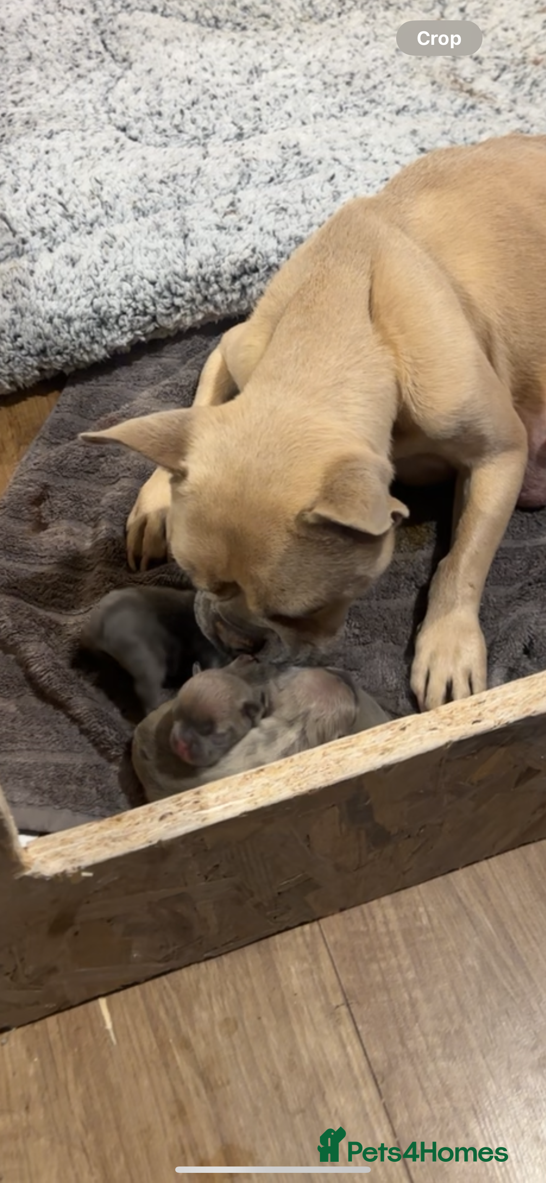 French Bulldog dogs for sale: 2 x French Bulldog Puppies (1 Boy & 1 Girl) - Image 10