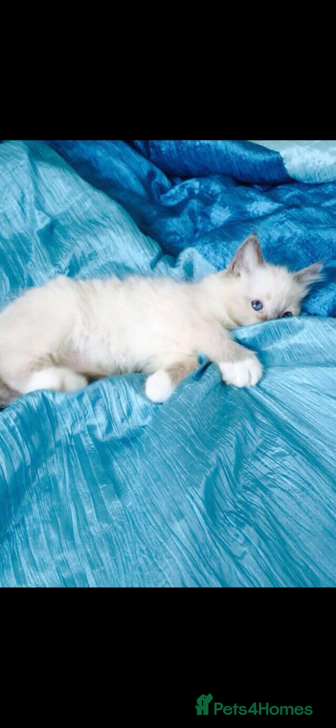 Ragdoll cats for sale: Tica registered Ragdolls - Advert 2