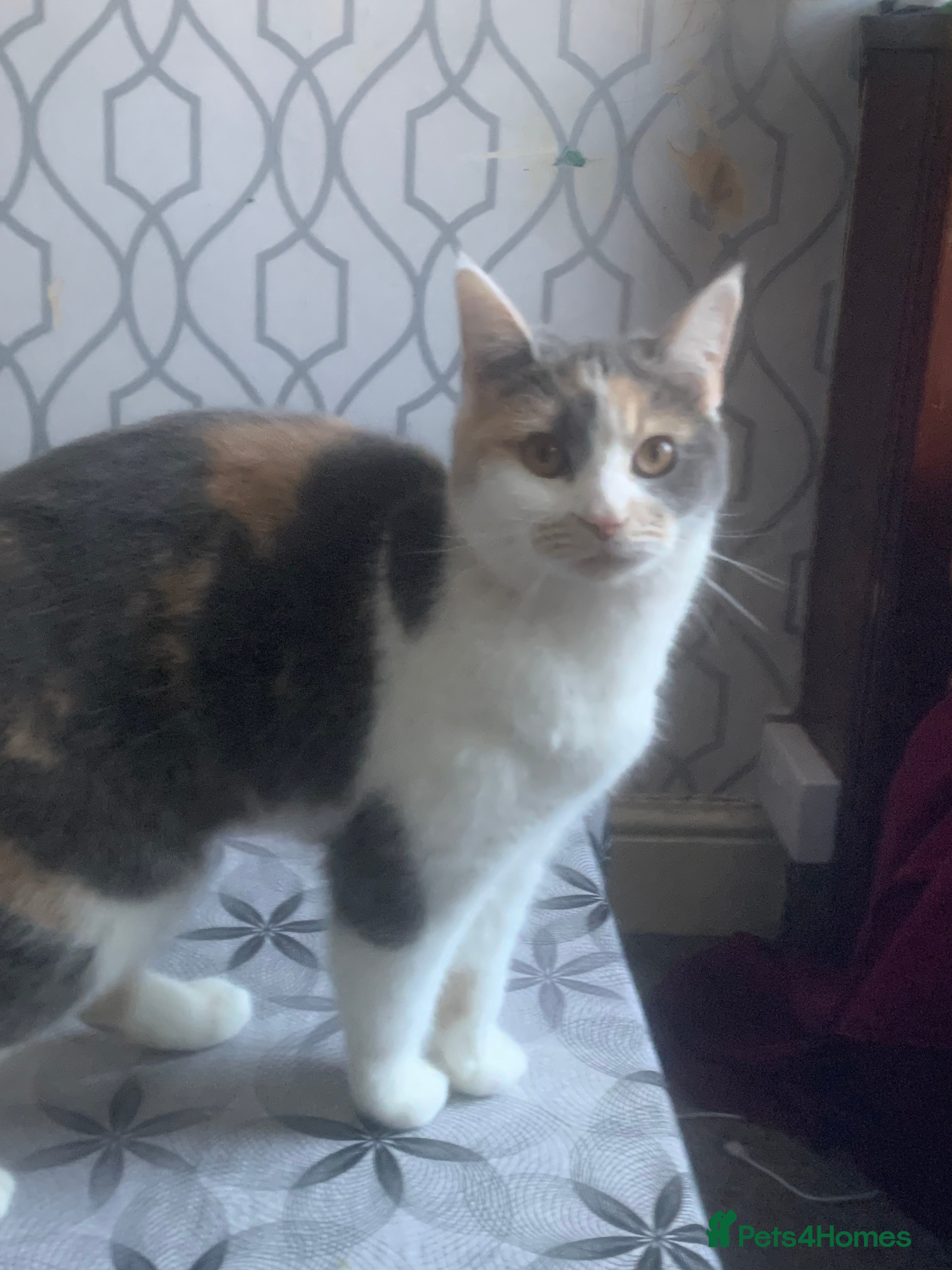 British Shorthair cats Cats for  - Advert 4