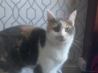 British Shorthair cats Cats for - Advert 4