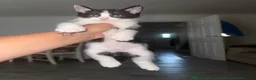 Snowshoe cats for sale: FREE TO GREAT HOME! Boy kitten - Advert 3