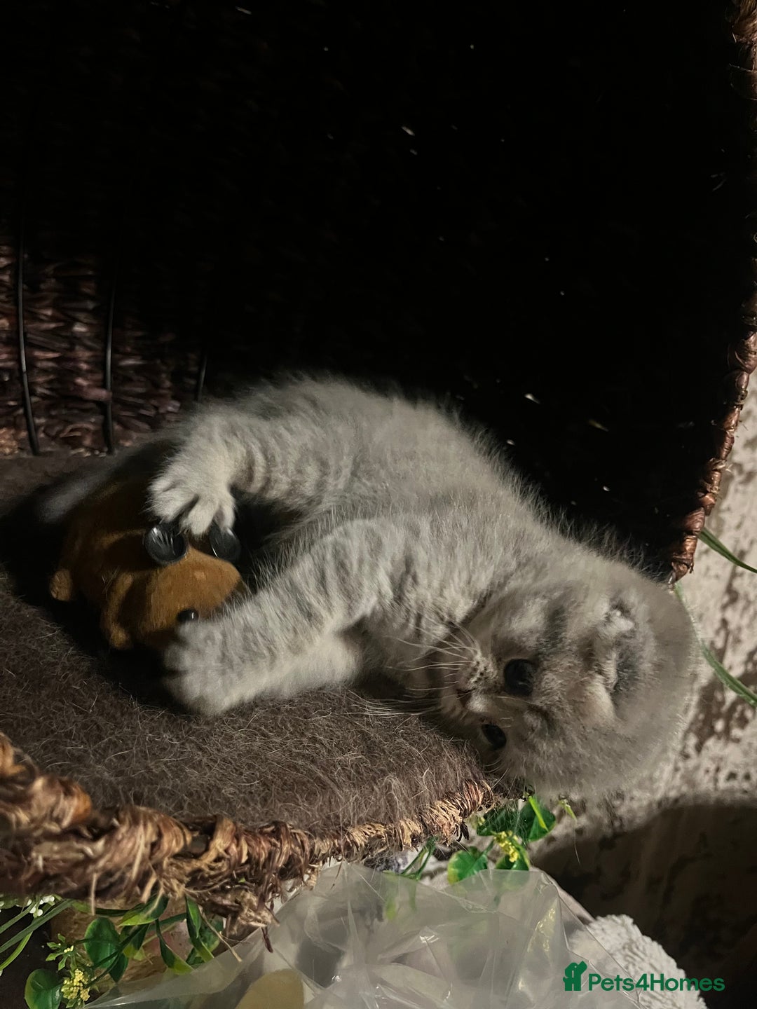 Scottish Fold cats for sale: Scottish Fold male kitten  - Advert 9