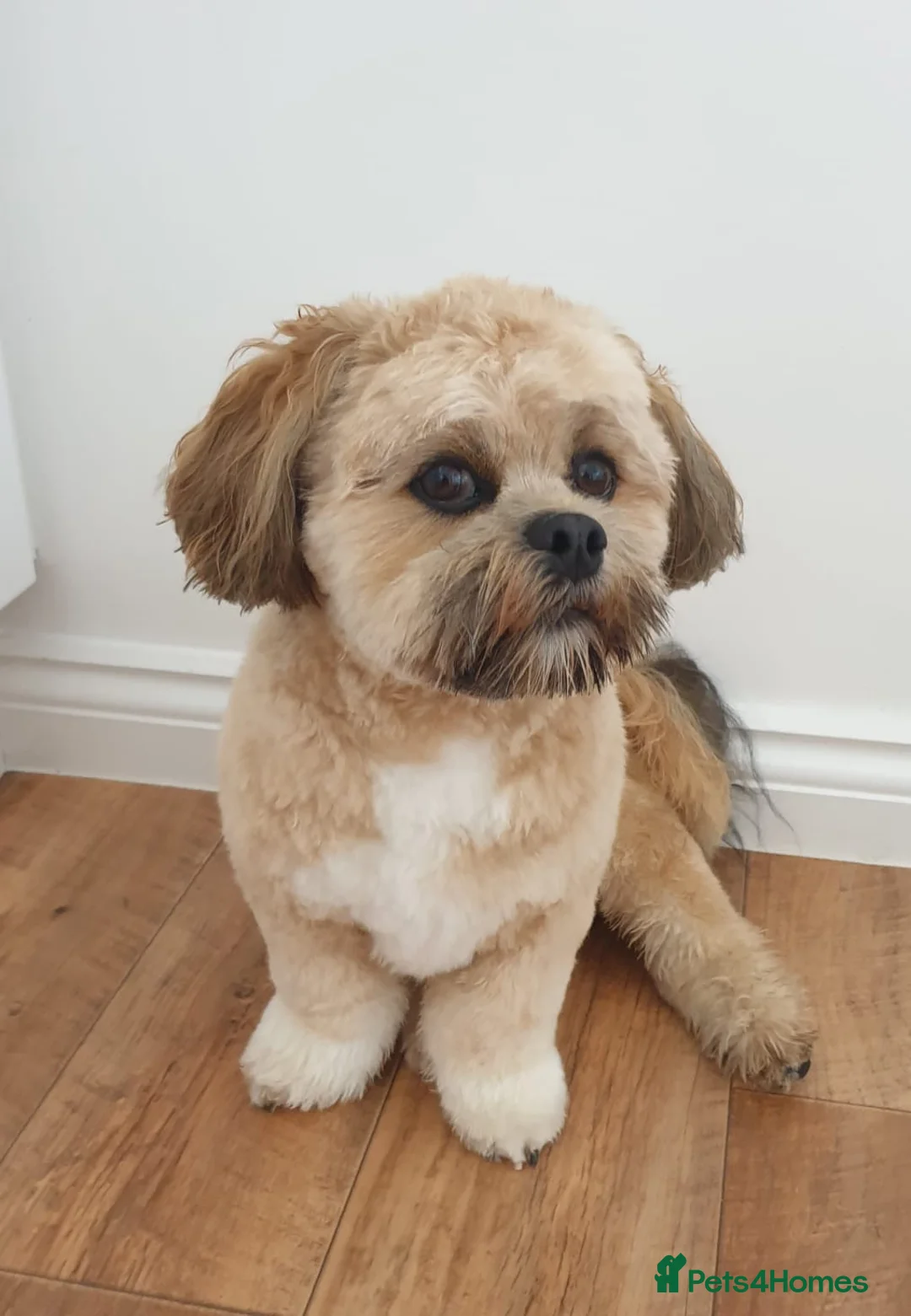Lhasa Apso dogs for stud: Gorgeous proven KC registered Cooper for **stud** in Pontefract - Advert 6