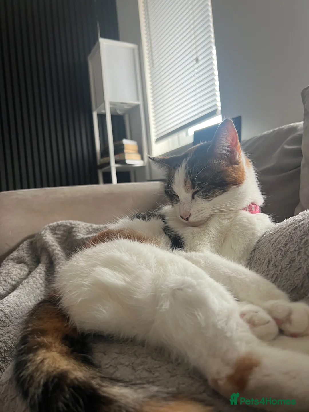 Domestic Shorthair cats for sale: Gorgeous kittens for sale - litter of 4 in Feltham - Advert 1