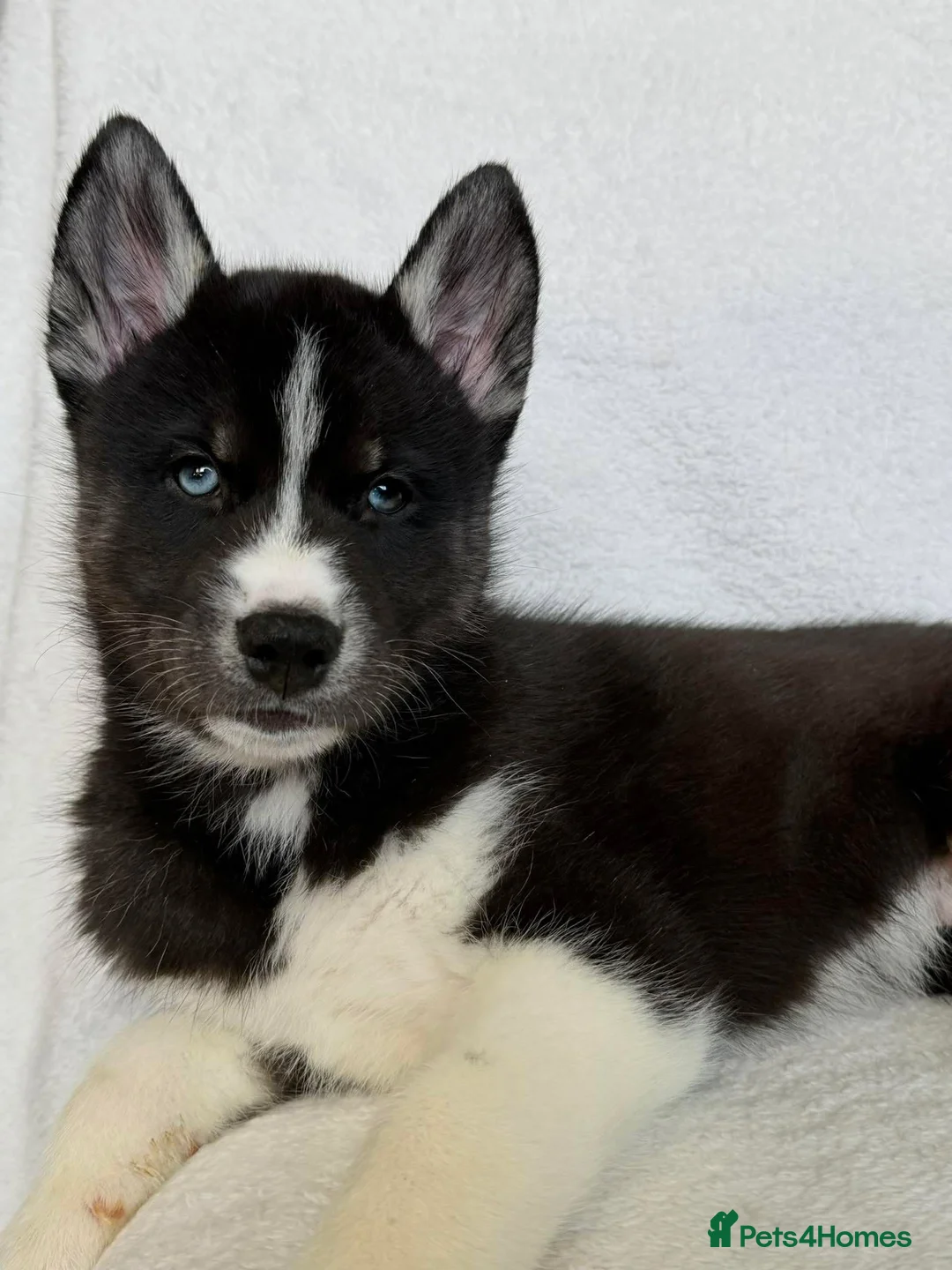 Siberian Husky dogs for sale: Siberian Huskey Puppies - Advert 8