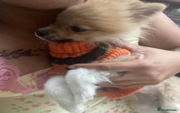Pomeranian dogs for sale: Beautiful Pomeranian puppiesREDUCED  - Image 15