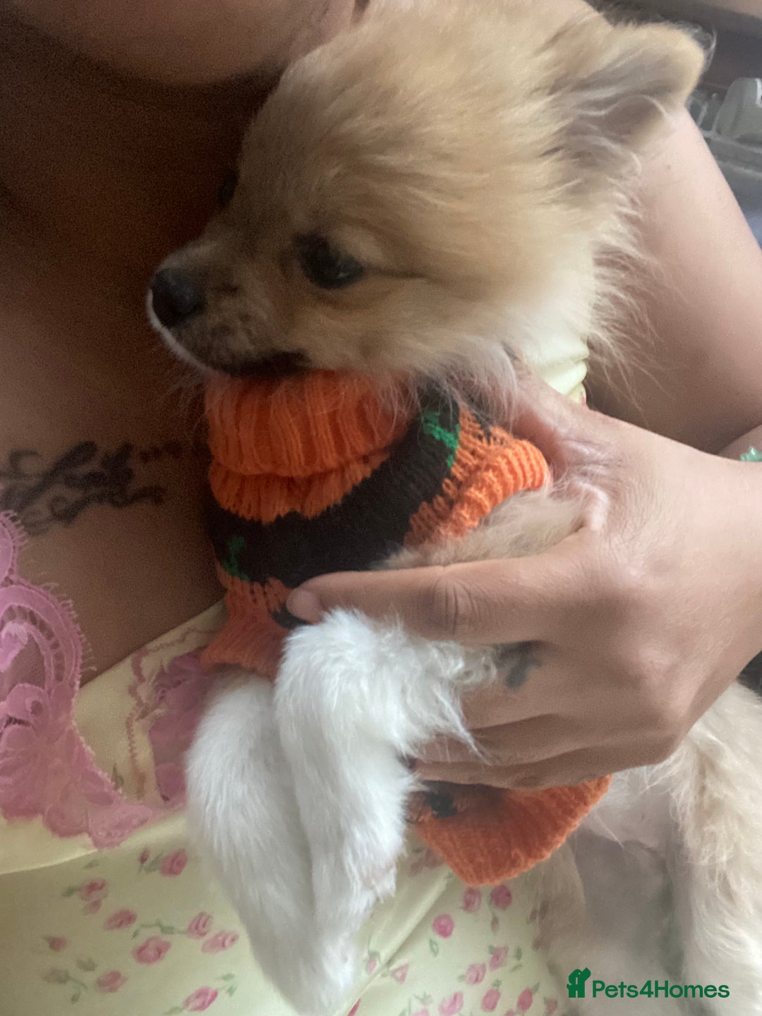 Pomeranian dogs for sale: Beautiful Pomeranian puppiesREDUCED  - Image 15
