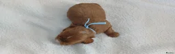 Cavapoo dogs for sale: F1 CAVAPOO PUPPIES  in Stevenage - Advert 28