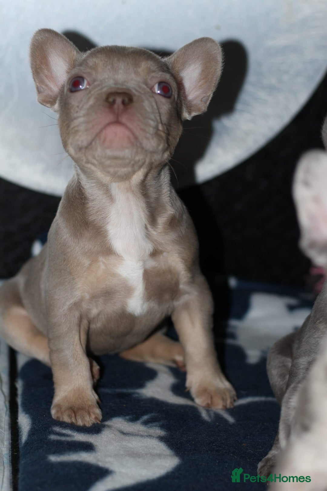 French Bulldog dogs for sale: French Bulldog - Pearl🔯 - Advert 5