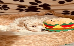Maltipoo dogs for sale: F1 Toy Maltipoo puppys   - Image 13