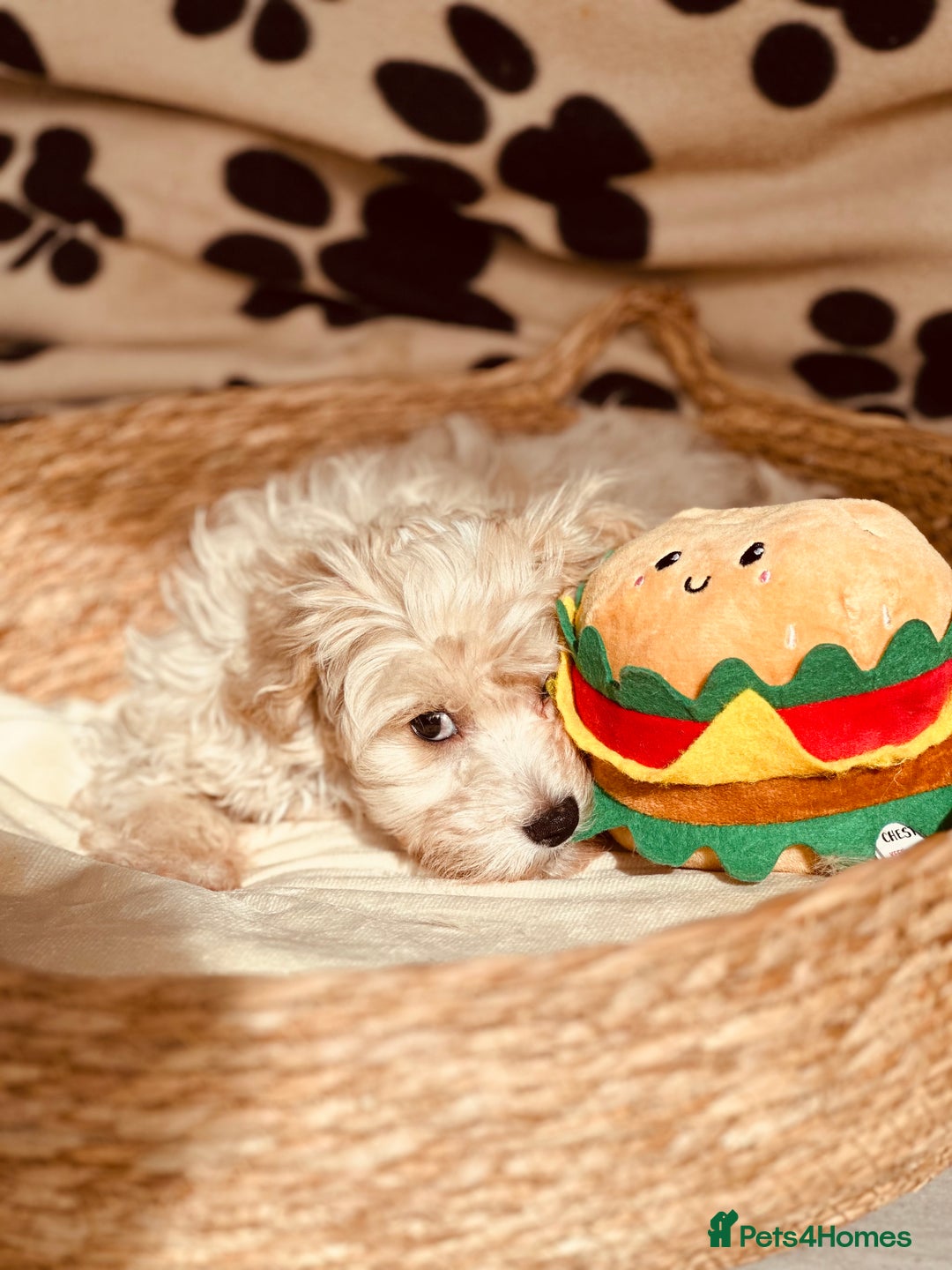 Maltipoo dogs for sale: F1 Toy Maltipoo puppys   - Image 13