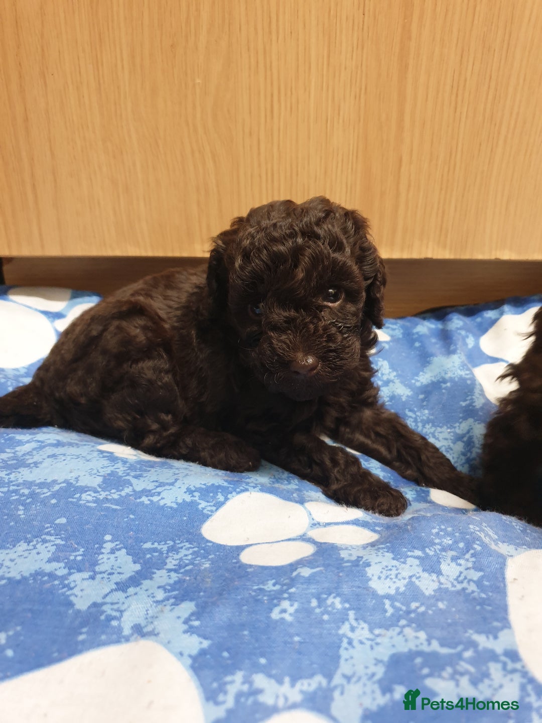 Poodle dogs for sale: Mixture poodles  - Advert 5