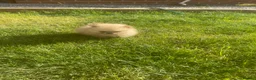 Pomeranian dogs for sale: Pomeranian puppies ready to leave in Doncaster - Advert 7