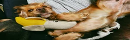 Mixed Breed dogs for sale: Corkie pups - Advert 9
