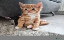 European cats for sale: Cute ginger kitten BOY for sale - Image 1