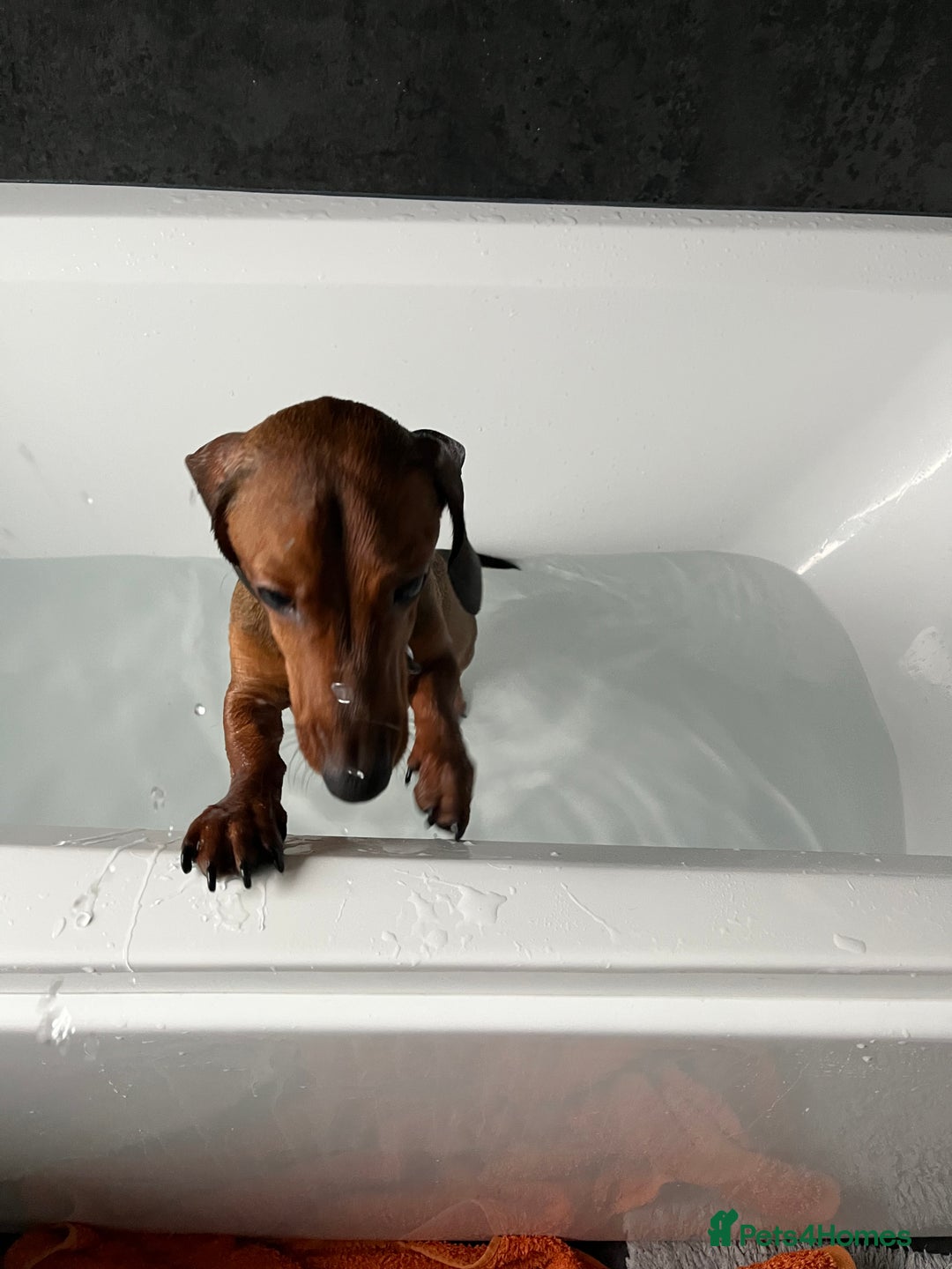 Dachshund dogs for sale: 1 year old Dachshund  - Advert 5