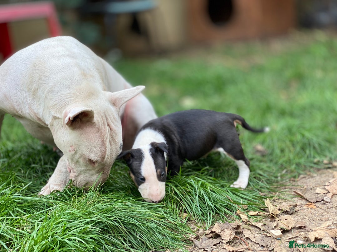 English Bull Terrier dogs for sale: English bull terrier puppy’s  - Image 7