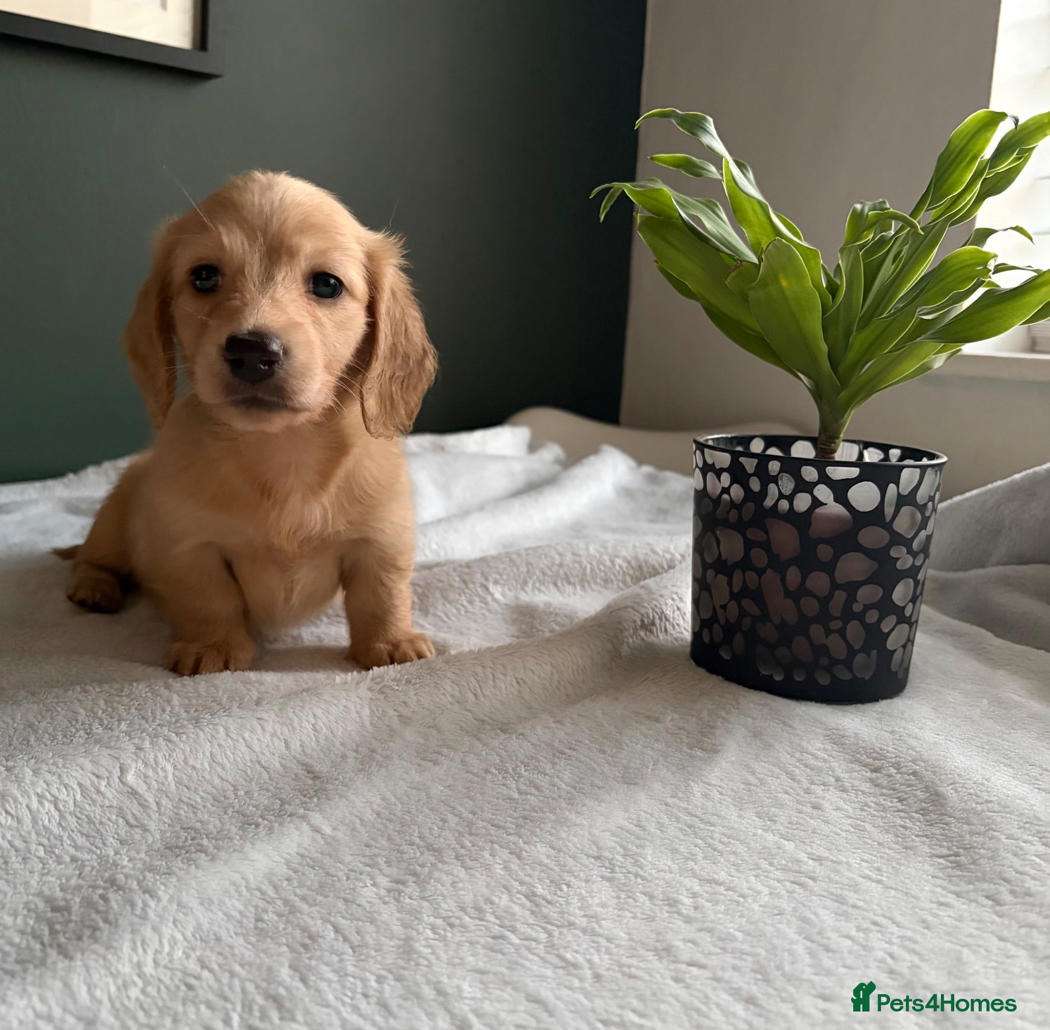Miniature Dachshund dogs Cream Longhair Miniature Dachshund  - Advert 2