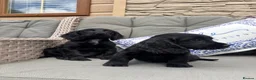 Cocker Spaniel dogs for sale: 2 Stunning black cocker girls (council licensed) - Advert 6