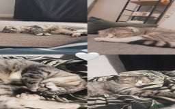 Scottish Fold cats for sale: Scottish fold cat - Advert 1