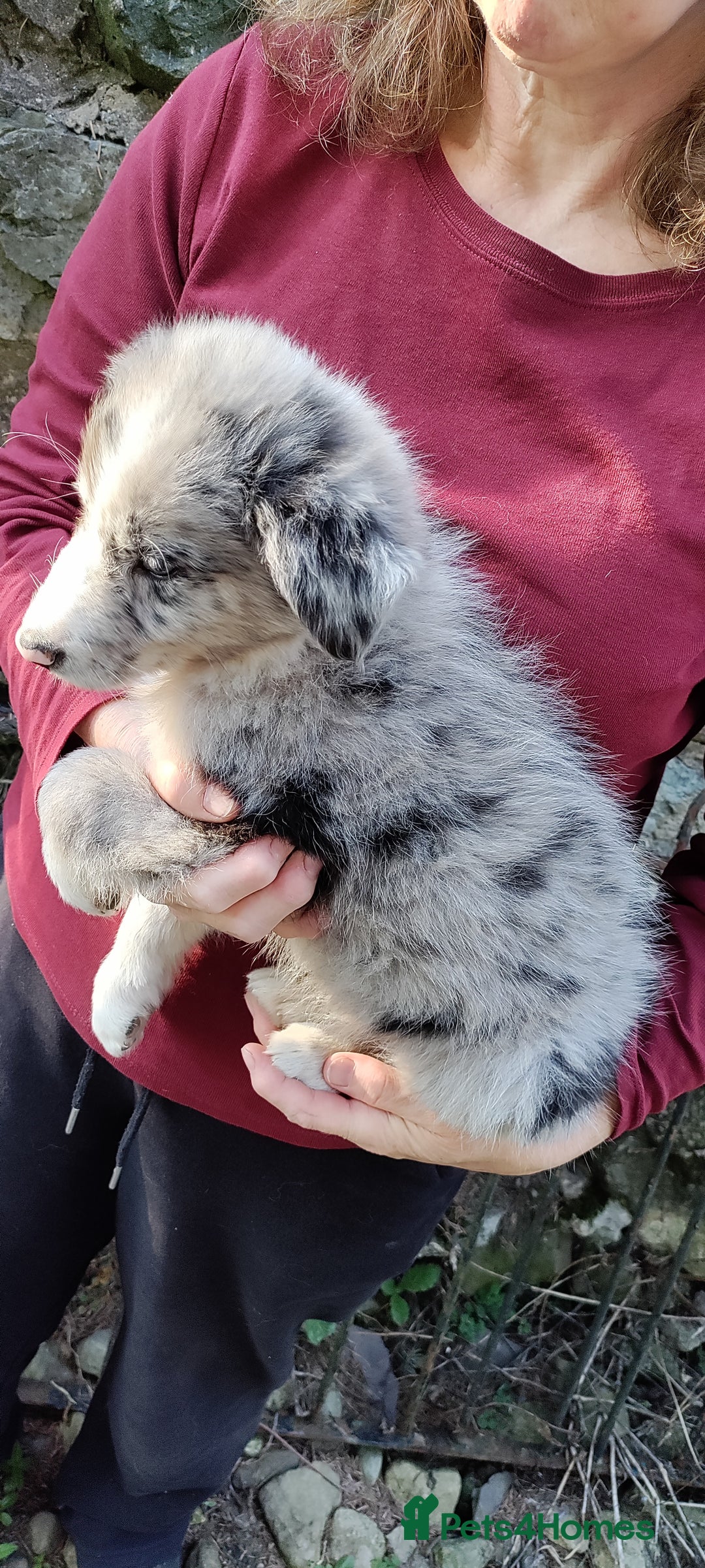 Border Collie dogs for sale: Border Collie sheepdog pups  - Image 17