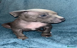 Mixed Breed dogs for sale: Beautiful chunky bully cross staffy pups tri /fawn - Image 31