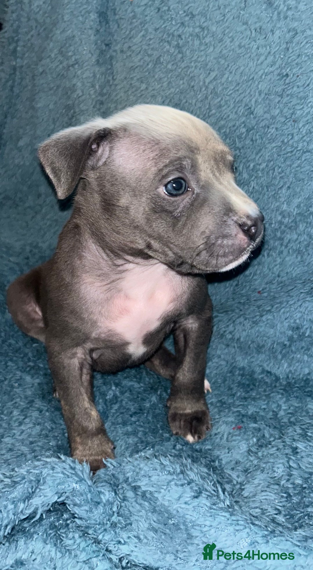 Mixed Breed dogs for sale: Beautiful chunky bully cross staffy pups tri /fawn - Image 31